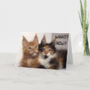 Suche nach maine coon karten Lustig