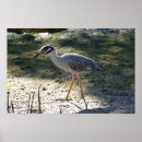 Suche nach nationaler vogel poster Schutzgebiet