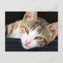 Suche nach torti postkarten Niedlich