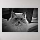 Suche nach ragdoll cat poster Katze