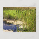 Suche nach sumpfgebiete postkarten Natur