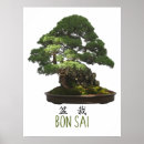 Suche nach bonsai poster Pflanze