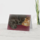 Suche nach katzenfreunde karten Für alle