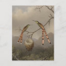 Suche nach zwei vögel postkarten Kolibris