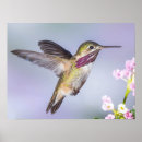 Suche nach hübscher vogel poster Vogelbeobachter