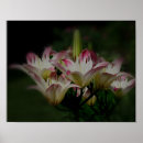 Suche nach lilien poster Mutter