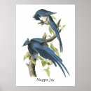 Suche nach jay poster Audubon