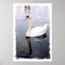 Suche nach wasservögel poster Tiere