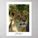 Suche nach serengeti poster Löwe