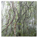 Suche nach regenwald fliesen Tag