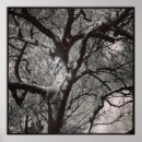 Suche nach magnolienbaum poster Fotografie