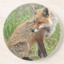 Suche nach roter fuchs untersetzer Wild lebende tiere