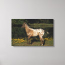 Suche nach appaloosa leinwandbilder Bob sprache