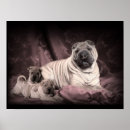 Suche nach chinesischer hund poster Shar pei