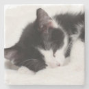 Suche nach flaumig untersetzer Tier