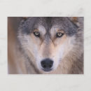Suche nach profil postkarten Fauna