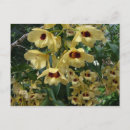 Suche nach orchideen blume postkarten Jede person