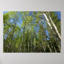Suche nach birkenbaum poster Landschaft