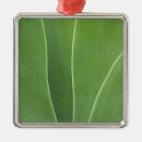 Suche nach agave ornamente Abstrakt