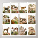 Suche nach dan poster Hunde