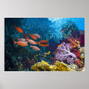 Suche nach coral reef poster Ozean