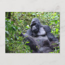 Suche nach gorrilla Wild