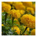 Suche nach macro poster Gelb
