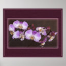 Suche nach phalaenopsis poster Blüten