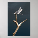 Suche nach libellen poster Insekten