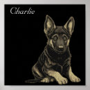 Suche nach schwarzes schaf poster Deutscher schäferhund