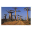 Suche nach madagaskar poster Baobab