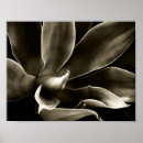 Suche nach agave poster Abstrakt