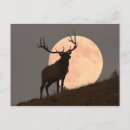 Suche nach tierthemen postkarten Usa