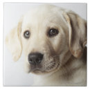 Suche nach blond fliesen Hund