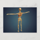 Suche nach skelett postkarten Knochen