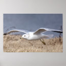 Suche nach flug poster Vögel im flug
