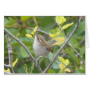 Suche nach zaunkönige postkarten Vogel