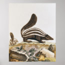 Suche nach nagetiere poster Säugetier