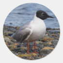 Suche nach gull aufkleber Vogelvogel