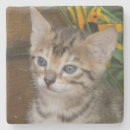 Suche nach gepunktete katze untersetzer Jede person