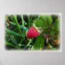 Suche nach himbeeren poster Grün