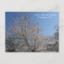 Suche nach cherry blossom postkarten Blüten