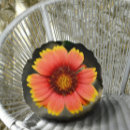 Suche nach sunflower kissen Botanisch