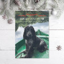 Suche nach kleine hunde karten Foto
