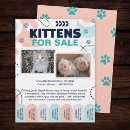Suche nach katzen und flyer Kätzchen