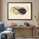 Suche nach rochen poster Fisch