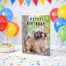 Suche nach shih tzu waren karten Für alle