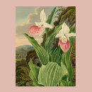 Suche nach rosa orchideen poster Schön