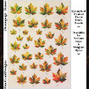Suche nach buntes herbstblatt Jede person