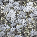 Suche nach clematis postkarten Pflanze